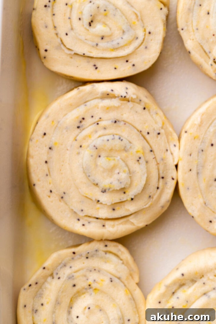 Sunshine Lemon Rolls 7 Unbaked lemon poppy seed rolls arranged neatly in a baking pan, ready for their second rise.
